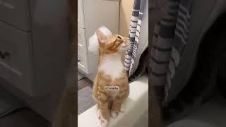 Most Funny Animals #FunnyCat #FunnyDog #Shorts