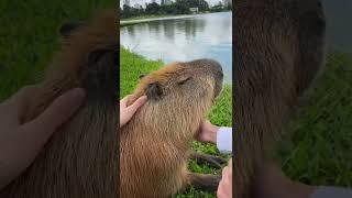 Всё ещё в Куритибе всё ещё гладим капибар #капибара #capybara