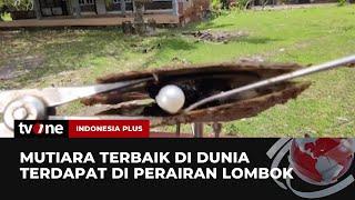 Perairan Lombok jadi Sumber Mutiara Terbaik Dunia  Indonesia Plus tvOne