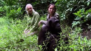 Woundas Journey - Jane Goodall Witnesses Release of Chimpanzee Into New Island Sanctuary Site