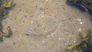 Осенняя охота на камбалу  Autumn flounder hunting