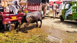 Puri Mandi Main Tofan Agya  Tofani Bachri Tabahi Macha Di  Bakre Mar Diya