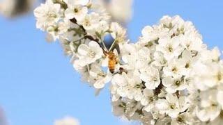 Chinas spring blooms draw tourists