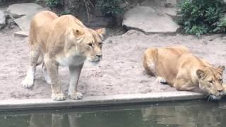 Lion hunts and eats heron at the Amsterdam Artis Zoo