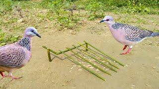 Easy Bird Trap  Bard trap from sick Bamboo stick