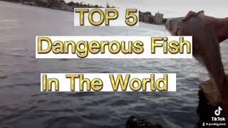 Top Five Most Dangerous Fish In The World TikTok Edit By ProdigyHais