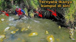 Sampai Bingung Jala Ikan Di Kubangan Ini Ikan Nilanya Besar Besar  Best Net Fishing