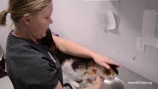 SpayNeuter Clinic Intake Determining if Patients Have Already Been SpayedNeutered