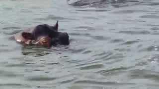 Hippos in the Kazinga Channel