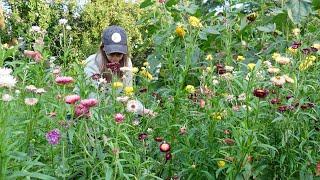 Starting Strawflower Seeds  Seed Starting Setup & Schedule for Hardy and Tender Annuals