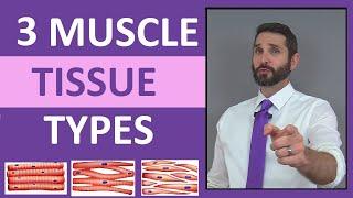 Three Types of Muscle Tissue Skeletal Smooth Cardiac Anatomy Compilation Review