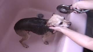 Carlito dog wash