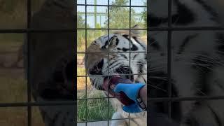 Keeping Amasia cool in the heat with a delicious blood ice lolly 🩸#tigers  #ice #summer