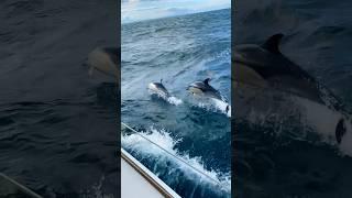 SAILING with DOLPHINS   #sailing #dolphins #adventure