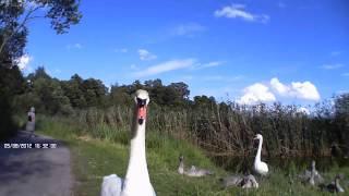 A very angry swan