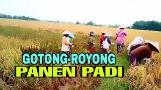 SUASANA PETANI PANEN PADI DI SAWAH