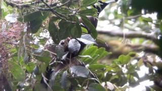 Brown Sicklebill calling