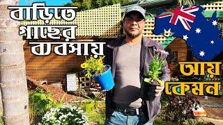 অস্ট্রেলিয়ায় গাছের ব্যবসা বাসায় বসে। Home based plant business in Australia.