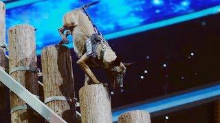 Impossible challenge Chinese military dog conquers heart-stopping obstacle course