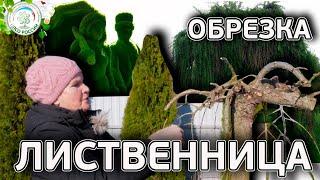 Лиственница Пендула на штамбе. Омолаживающая весенняя обрезка лиственницы.