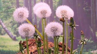 Dandelion flowers developing into seeds time-lapse - UHD 4K