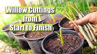 Complete Guide on Propagating and Growing Willow Tree Cuttings START TO FINISH