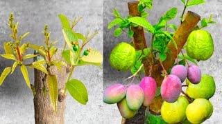 How To Graft A Mango Tree On A Guava Tree 3.6 lakh × Views