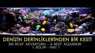 Bir Resif Deniz Akvaryumu  A Reef Aquarium - Bölüm 1