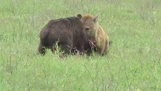 The survival of a buffalo calf.