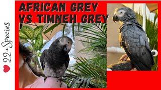 Feathered Face-Off African Grey vs. Timneh Parrot & Timneh 1st Impressions  #parrot_bliss