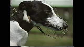 1994 Irish Greyhound Derby Semi-Finals aired 17-9-1994 on RTE