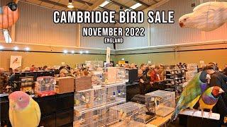 Cambridge Bird Sale - 4K - November 2022