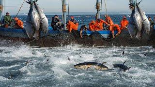 Havest Giant Bluefin tuna Tuna Fishing Nets - Catch Hundred Tons Tuna Fish On Modern Boats