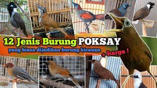 12 Jenis Burung Poksay ‼️ yang biasa dijadikan burung kicau. Disertai Harga Bahannya