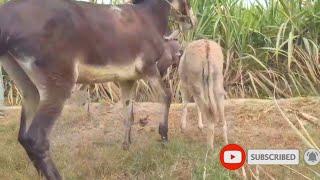 Donkey Mating - First time  Animals mating New compilation - Donkey Mating  تزاوج الحمير تزاوج الح