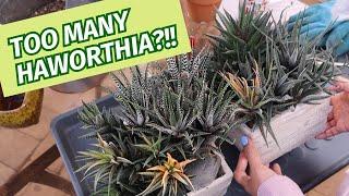 Dealing with overgrown Haworthia  Planting #Haworthia