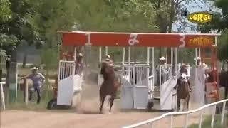 Horse race gone wrong