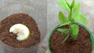 How to grow guava tree faster