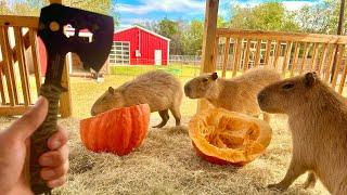 How to Farm Capybaras For Meat