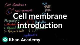 Cell membrane introduction  Cells  MCAT  Khan Academy
