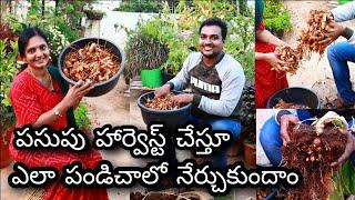 Haldi Harvest గంపేడంత పసుపు పండింది #turmeric how to grow turmeric at home