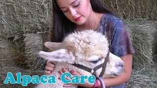 Alpaca Care