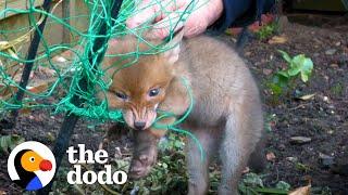 Rescuers Save Trapped Baby Fox  The Dodo