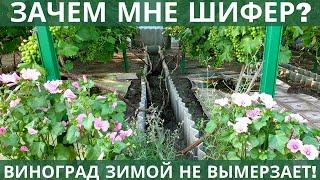 Сделал такой короб для укрытия винограда и не пожалел 99% почек отлично стартуют весной