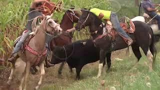 Cowboys capture bull on loose in McHenry County