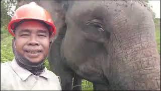 anak ama mamak gajah kayanya lagi bad mood ini..  #tessonilo #gajahlucu