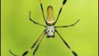 Interesting facts about the Orb-weaver spider