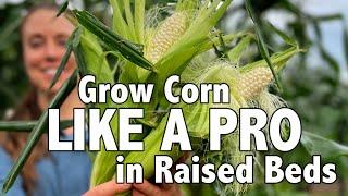 Ultimate Guide to Growing Sweet Corn in Raised Beds