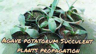 Agave potatorum Succulent plants propagation