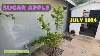 My Sugar Apple Tree in July 2024 - Southern California